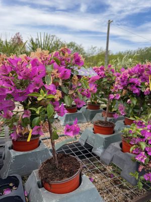 Bougainvillea - Murvafürt magastörzsű