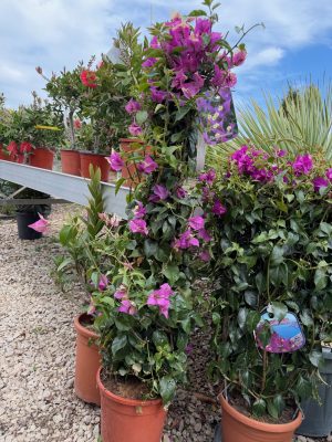 Bougainvillea - Murvafürt K9