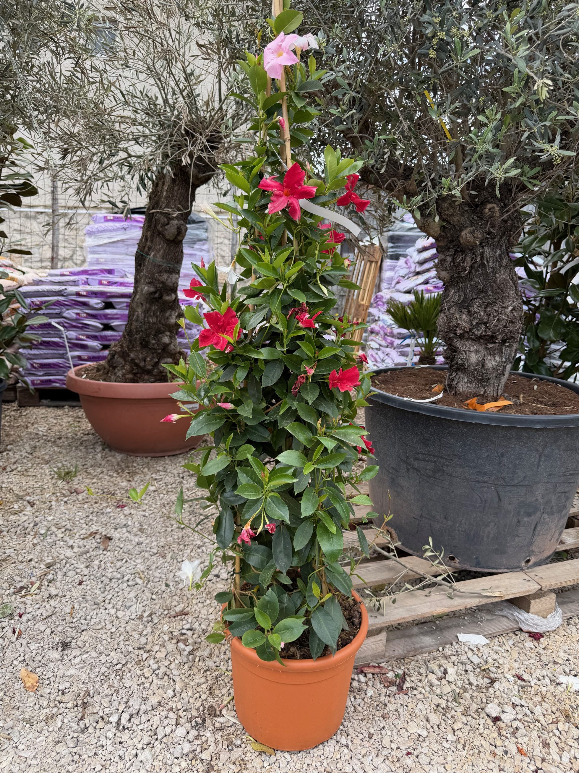 Sundaville Pyramis Tricolor/Bicolor - Tölcsérjázmin