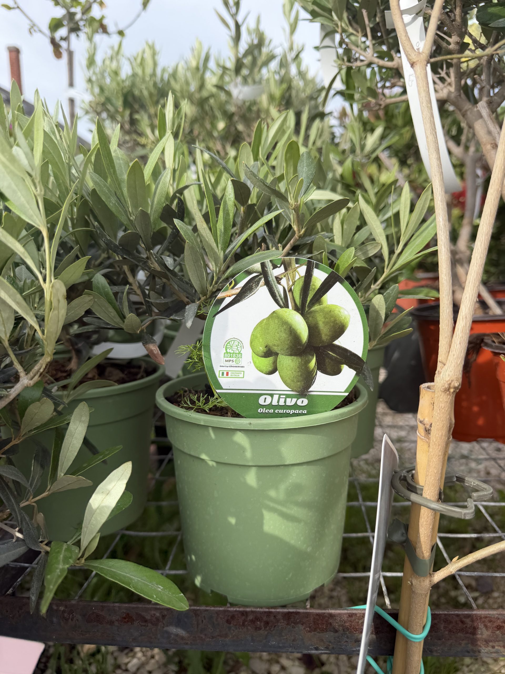 Olea europaea - Olajfa K1,5