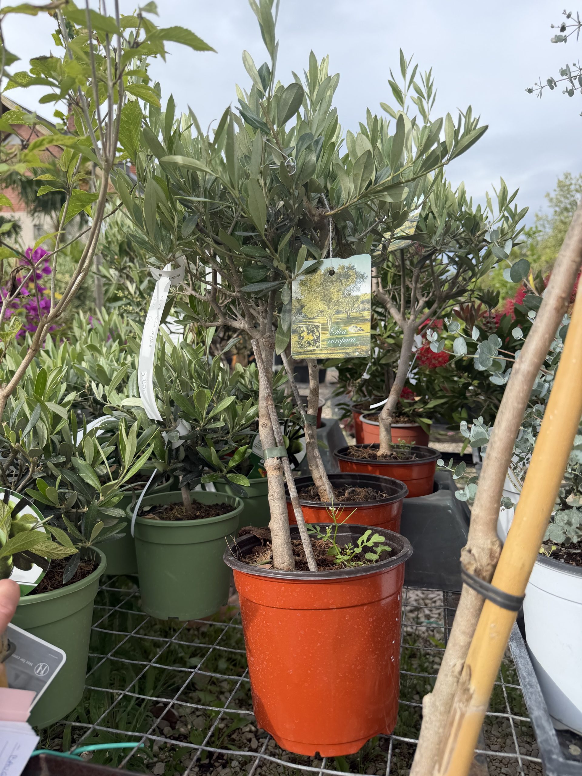 Olea europaea - Olajfa K3