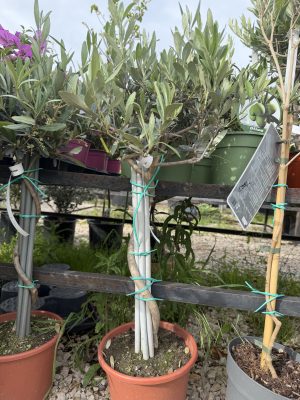 Olea europaea - Olajfa K5 /spirál törzses/