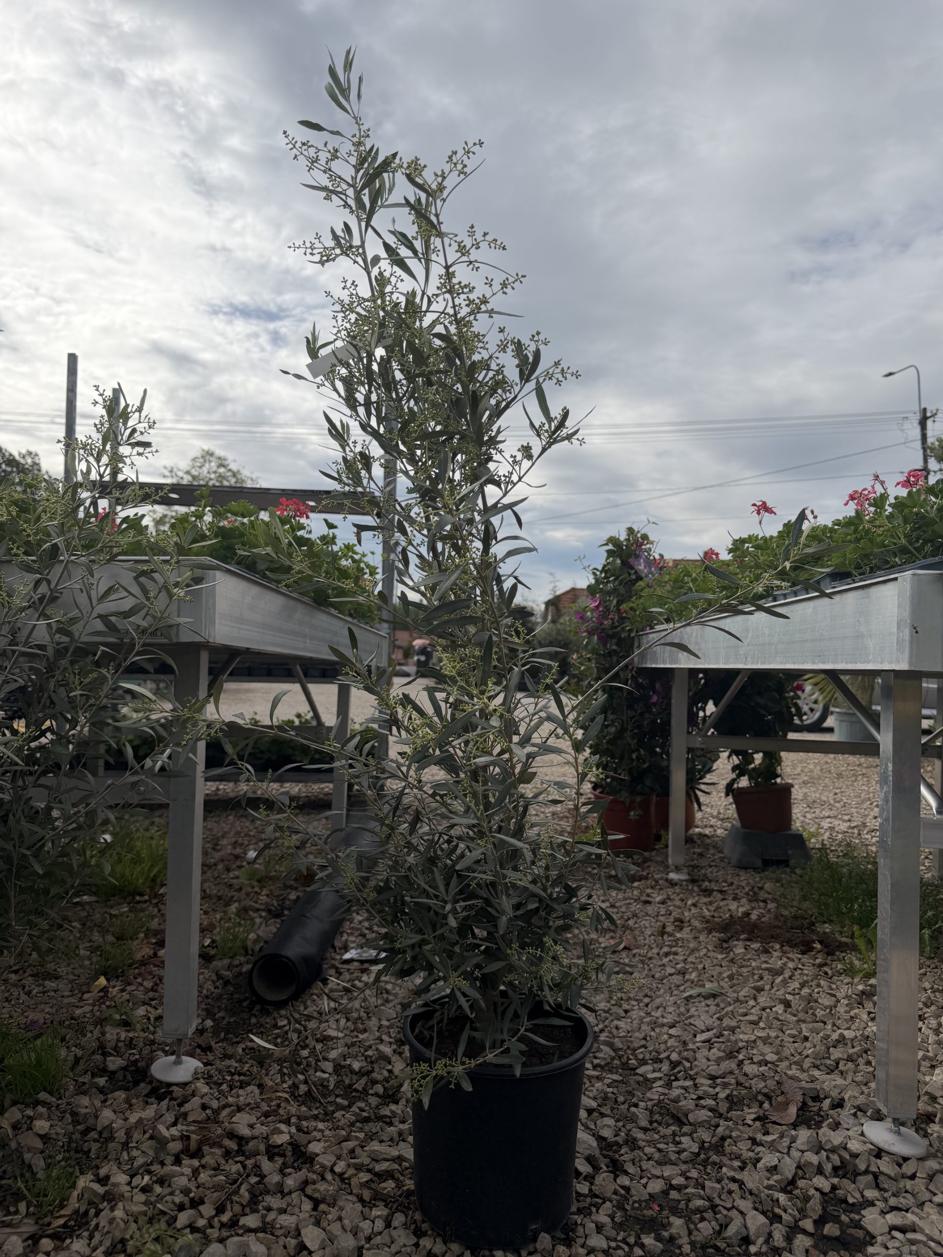 Olea europaea - Olajfa CLT9 H80/100