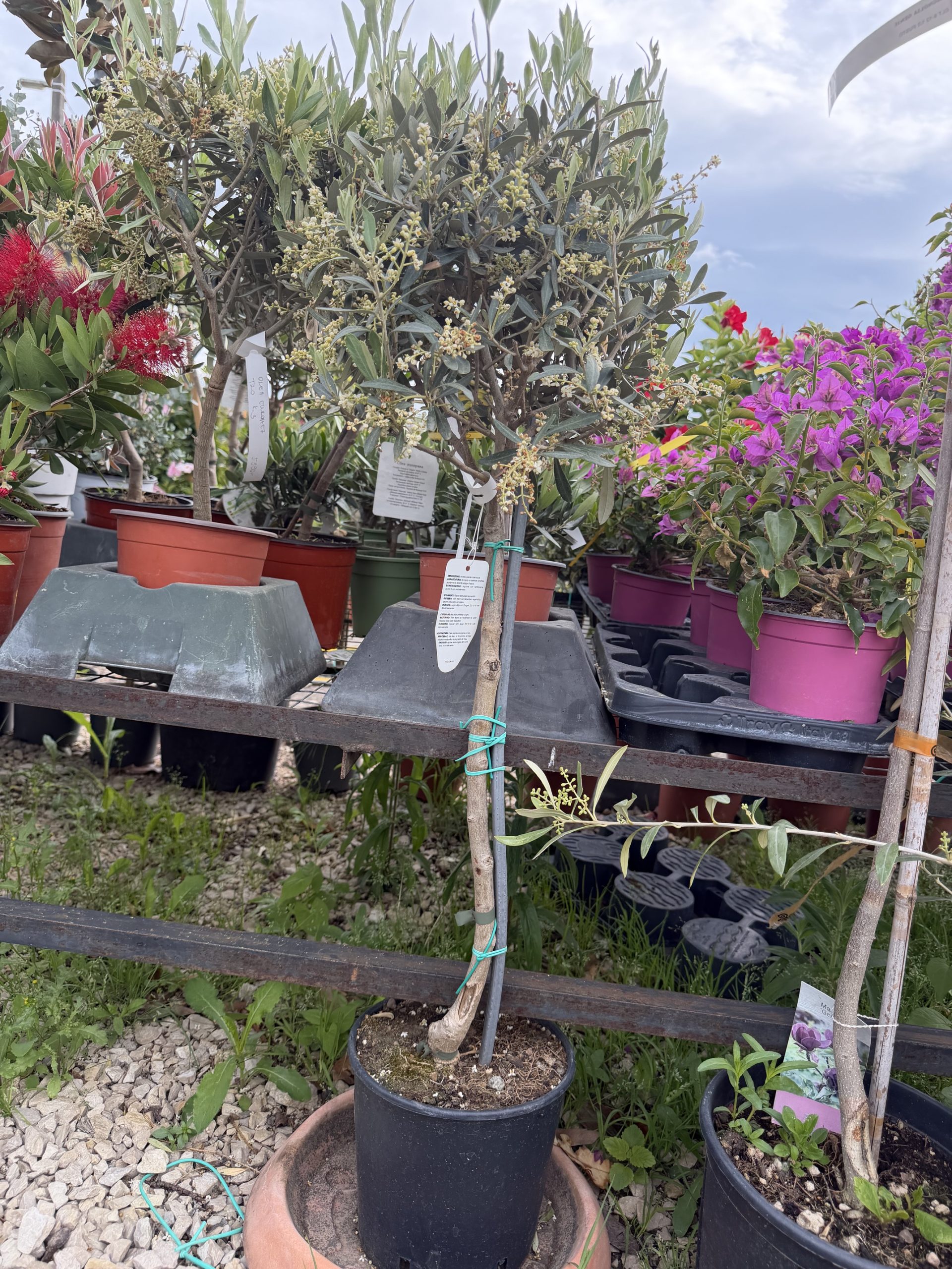 Olea europaea - Olajfa K5