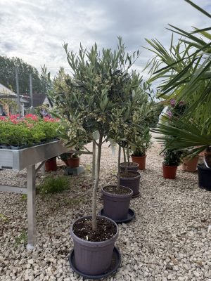 Olea europaea - Olajfa K15