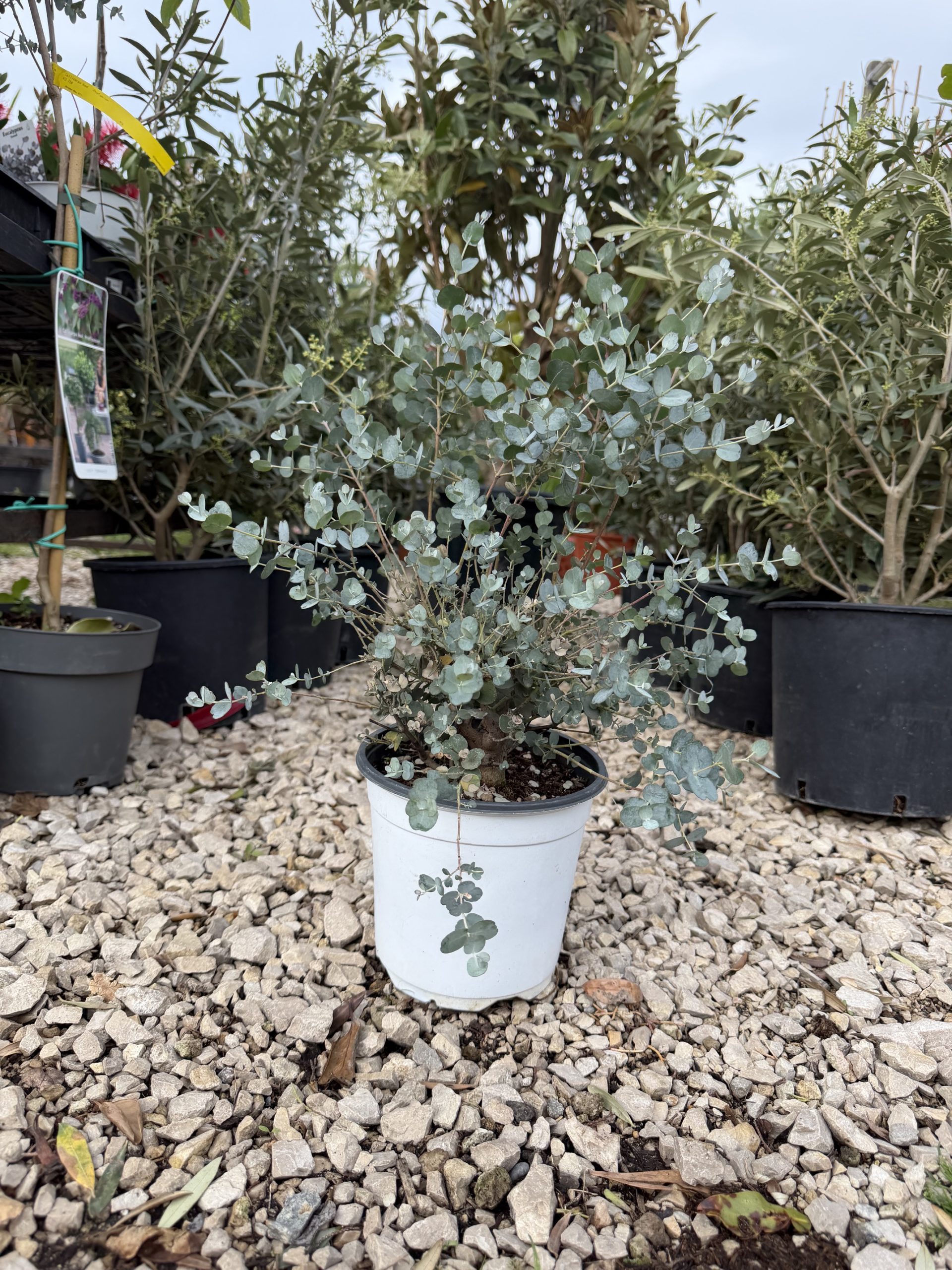 Eucalyptus gunnii - Havasi Eukaliptusz