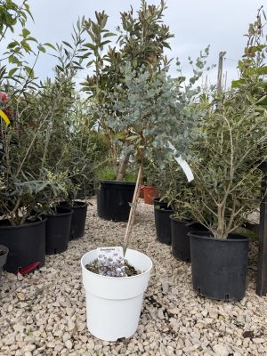 Eucalyptus gunnii - Havasi Eukaliptusz K3