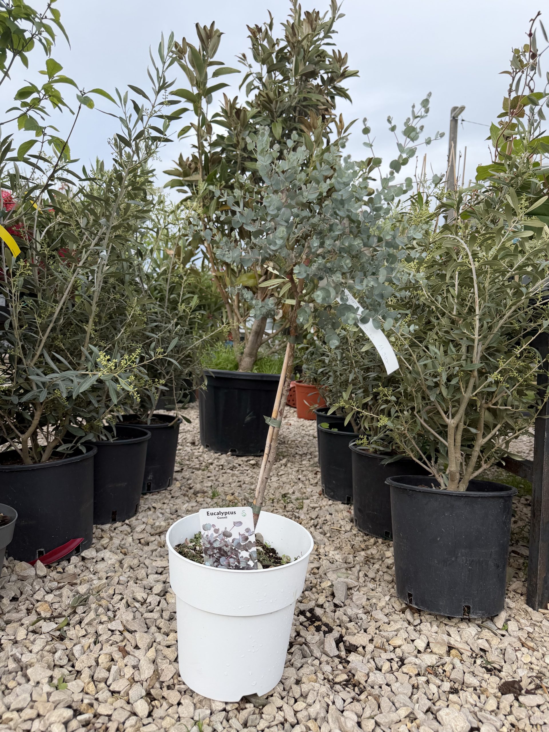 Eucalyptus gunnii - Havasi Eukaliptusz K3