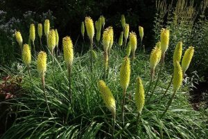 Kniphofia ‘Ice Queen’ – Fáklyaliliom D14
