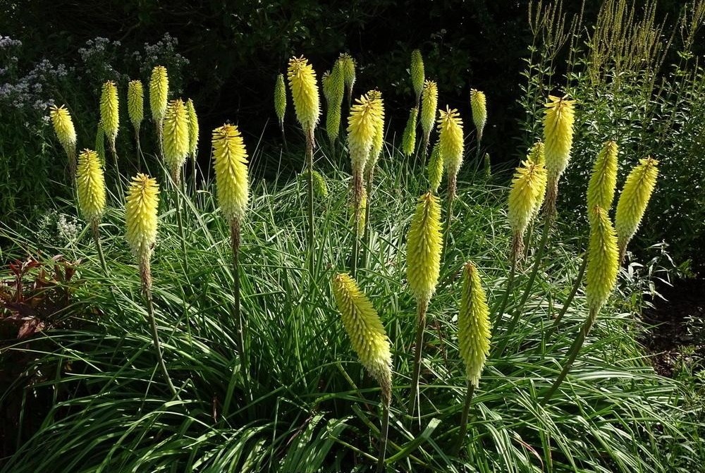 Kniphofia ‘Ice Queen’ – Fáklyaliliom D14