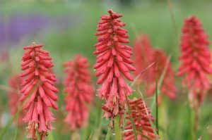 Kniphofia ‘Redhot Popsicle’ – Fürtös fáklyaliliom D14