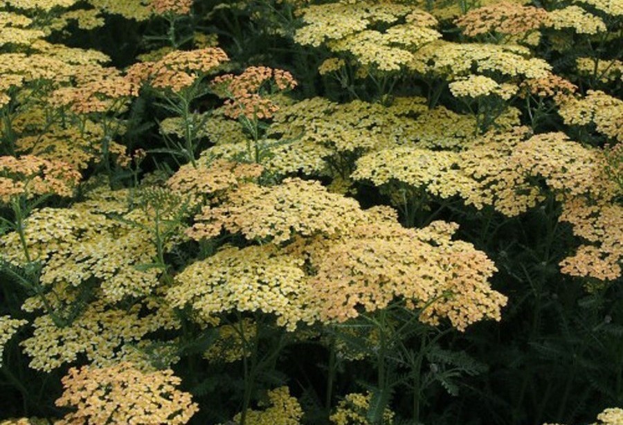 Achillea 'Hannelore Pahl' - Közönséges cickafark D14