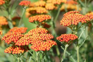 Achillea millefolium 'Terracotta' - Közönséges cickafark