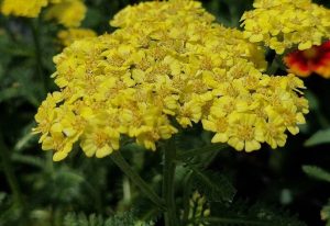 Achillea millefolium 'Desert Eve Light Yellow' – Közönséges cickafark D14
