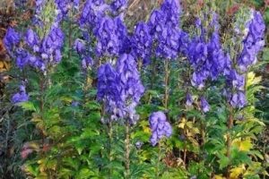 Aconitum carmichaelii 'Arendsii' - Őszi sisakvirág D14