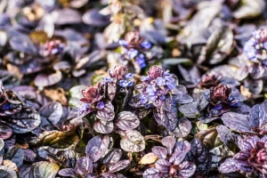 Ajuga reptans ‘Elmblut’ - Indás ínfű csp 9x9