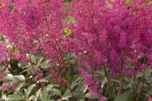 Astilbe japonica 'Elisabeth von Veen' – Japán tollbuga K2