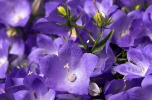 Campanula 'Mirabell Heavenly Blue' - Harangvirág D14