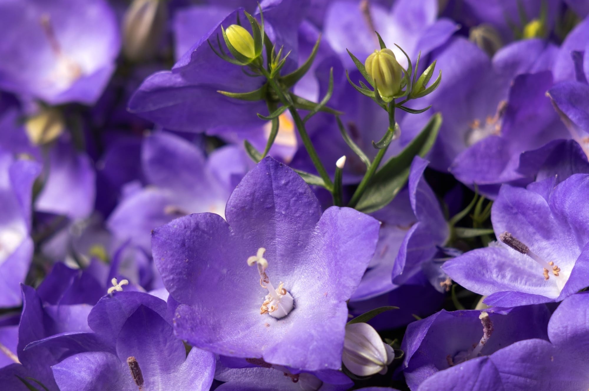 Campanula 'Mirabell Heavenly Blue' - Harangvirág D14