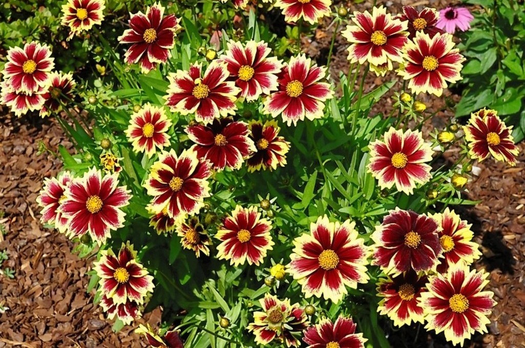 Coreopsis grandiflora 'Solar Fancy' - Menyecskeszem D14