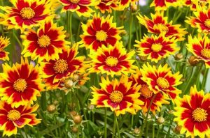 Coreopsis grandiflora 'Solar Jewel' – Nagyfészkű menyecskeszem D14