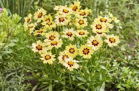Coreopsis grandiflora ‘Solar Moon’ – Menyecskeszem D14