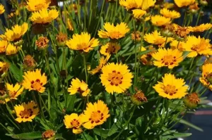 Coreopsis grandiflora 'Sunfire Yellow Red' - Nagyvirágú menyecskeszem D14