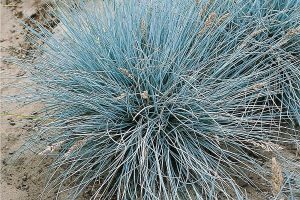 Festuca glauca 'Uchte'- Deres csenkesz csp 9x9
