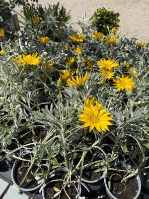 Gazania rigens - futó Napvirág csp9