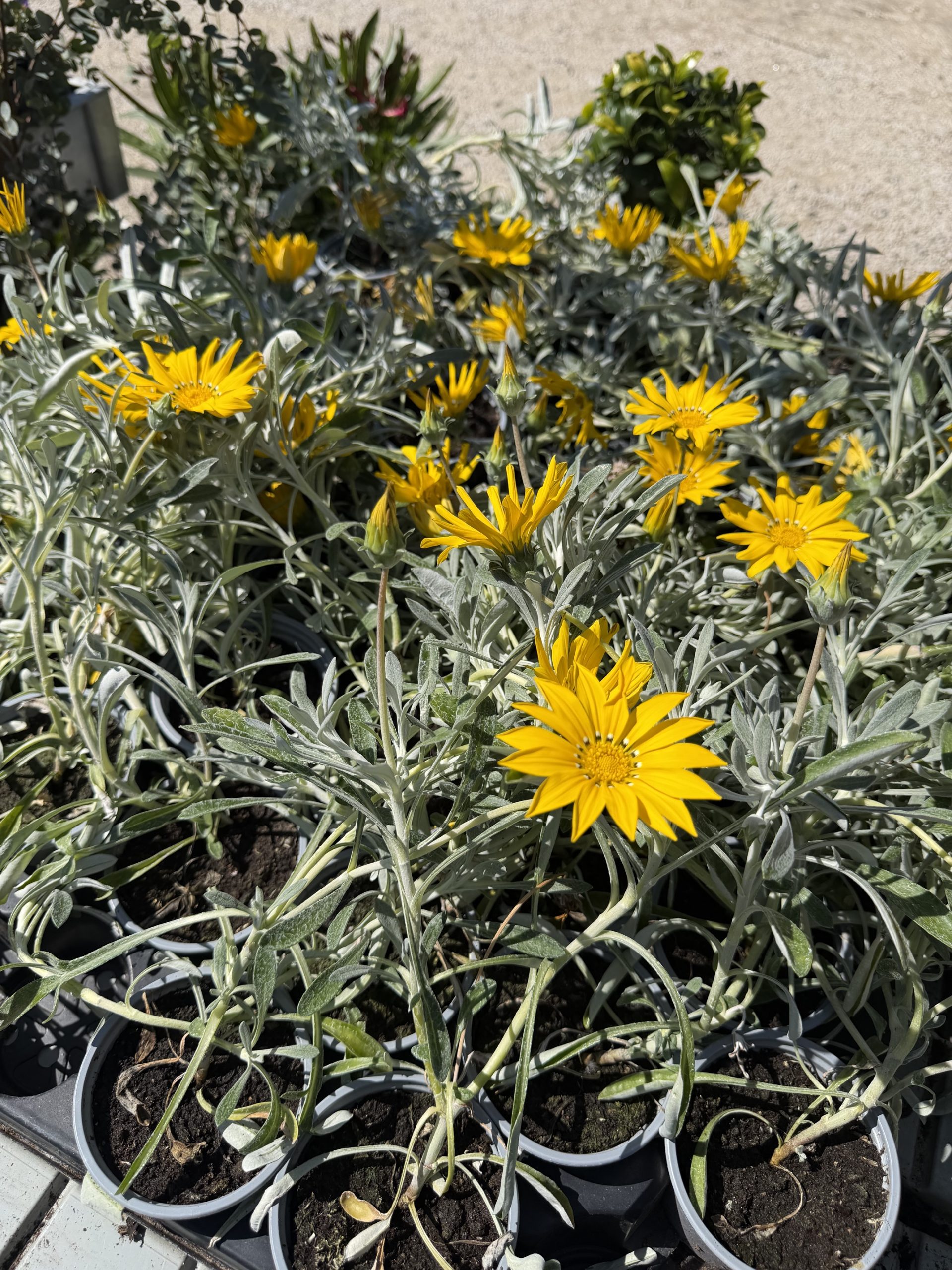 Gazania rigens - futó Napvirág csp9