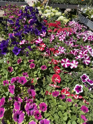 Petunia hybrida - álló Petúnia csp12
