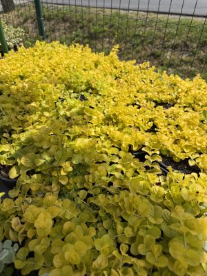 Lysimachia Nummularia - Pénzlevelű lizinka csp9