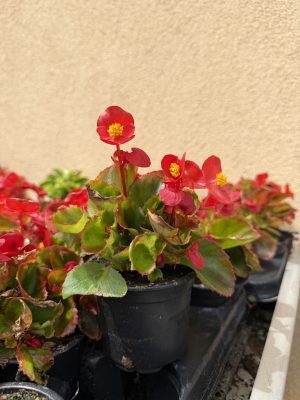 Begonia - Begónia csp9
