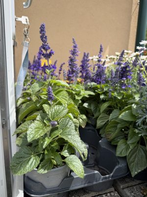 Salvia - Dísz zsálya csp10