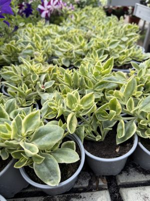 Aptenia cordifolia - Jegecske csp9