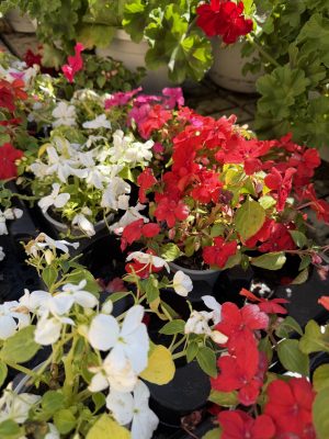 Impatiens walleriana - Vízifukszia csp9