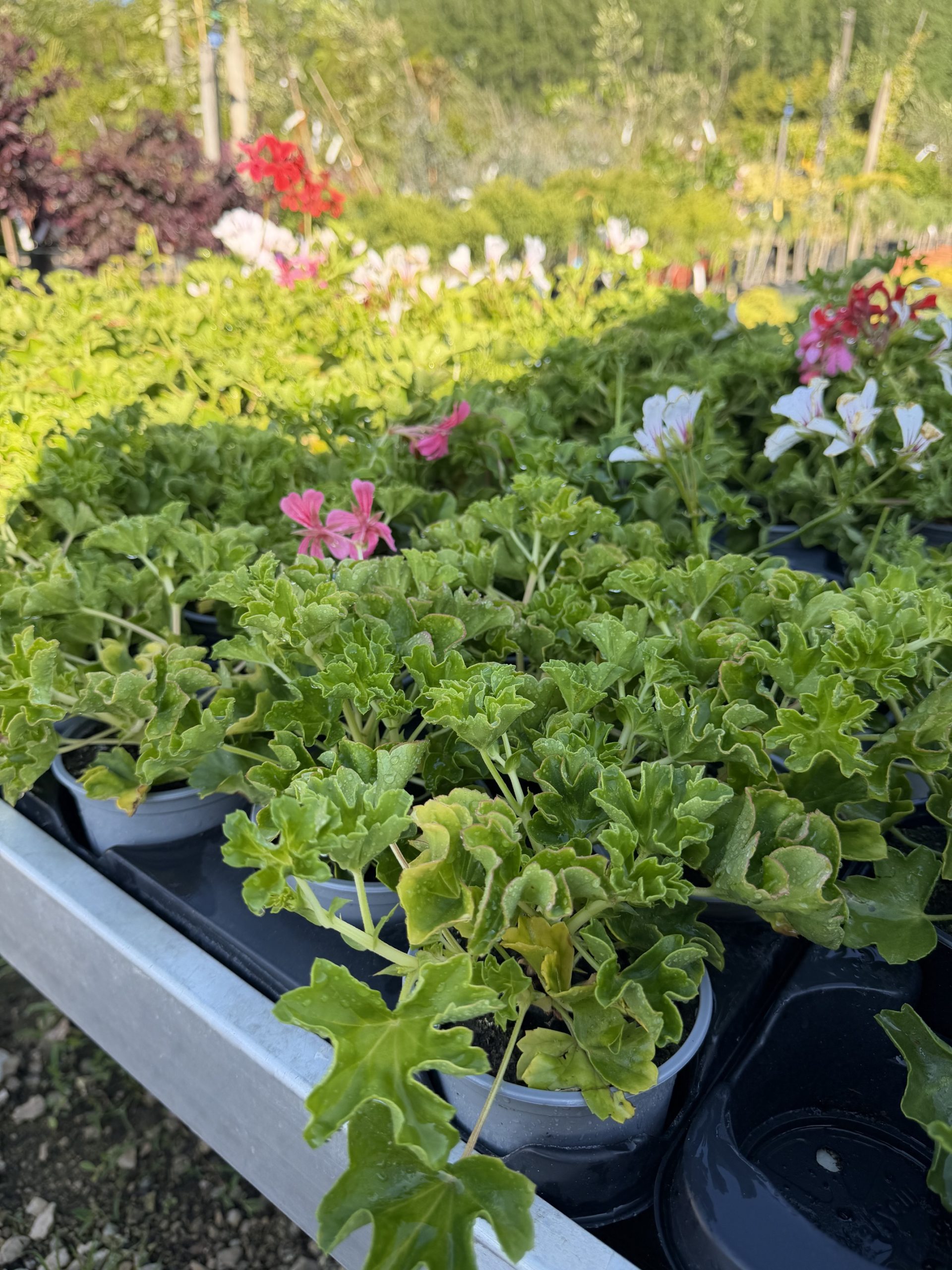 Pelargonium peltatum- futó muskátli csp9