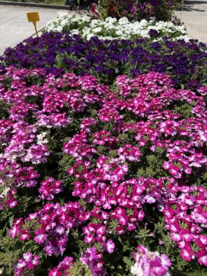 Verbena - Futó Verbéna csp9