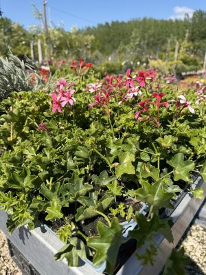 Pelargonium peltatum- futó muskátli 10-es pakk