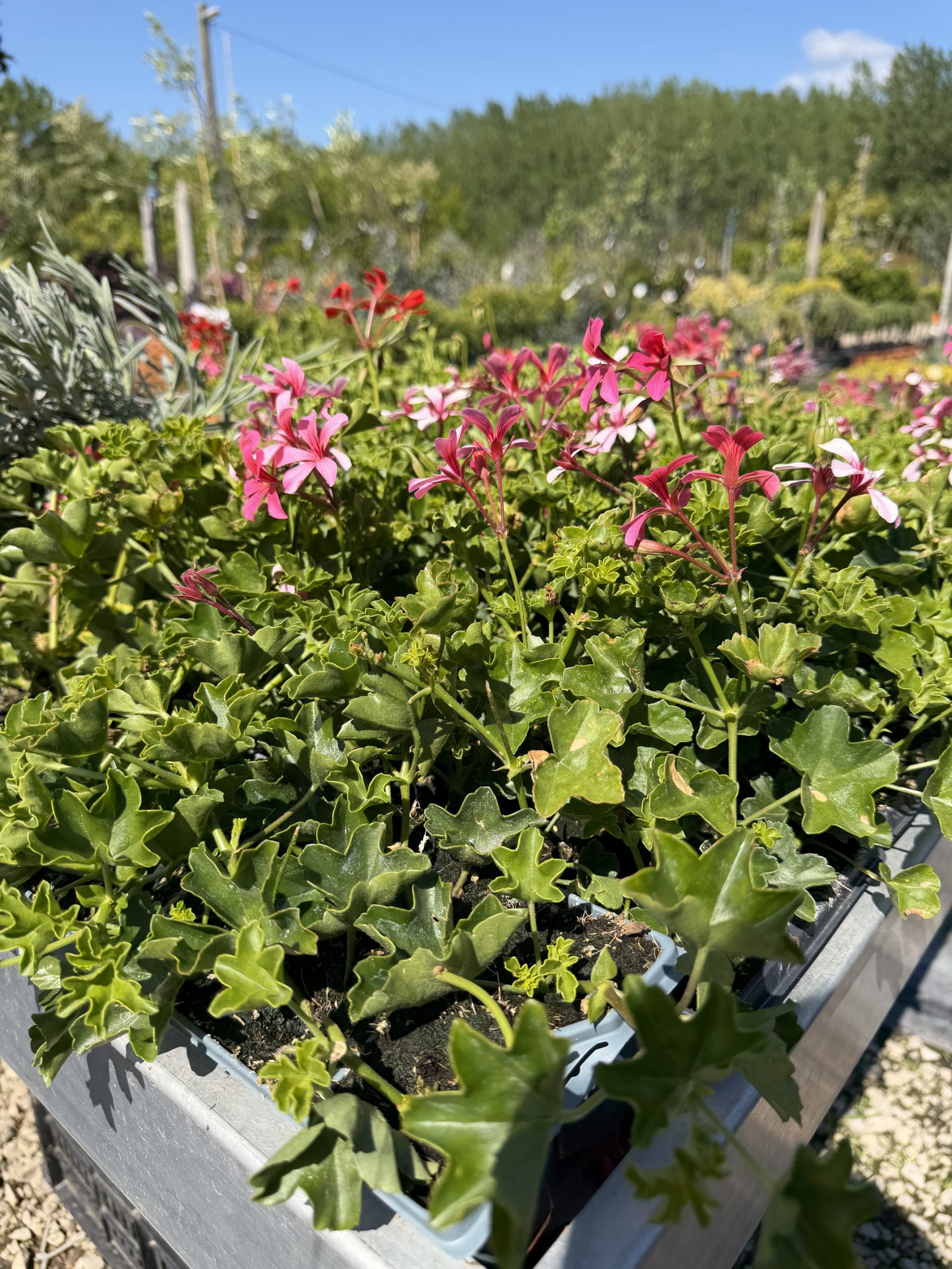 Pelargonium peltatum- futó muskátli 10-es pakk