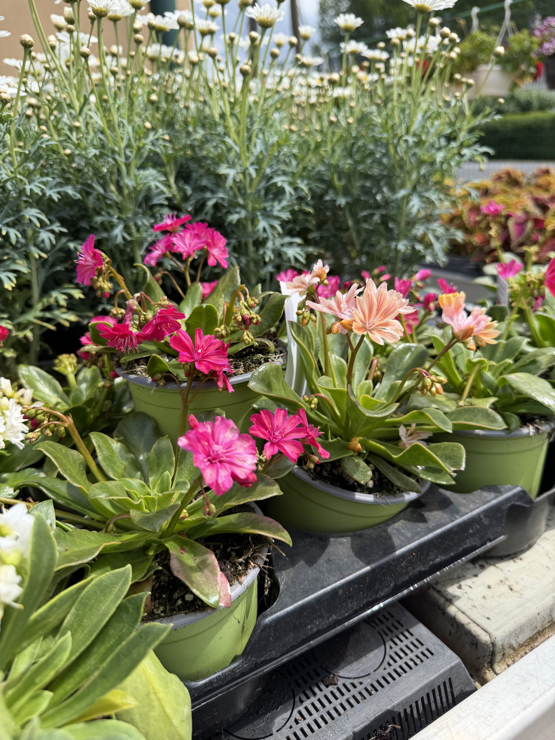 Lewisia - Dohánygyökér csp10
