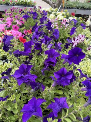 Petunia hybrida - futó Petúnia csp9