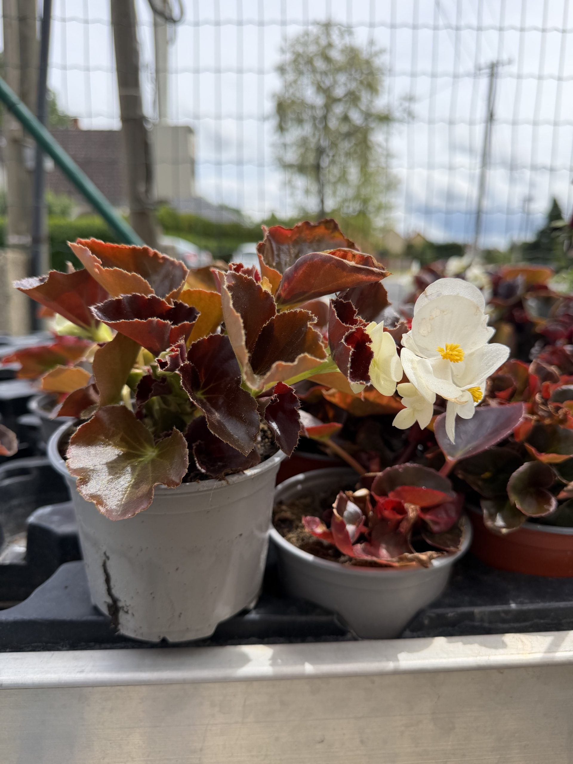 Big Begonia - Big Begónia csp12