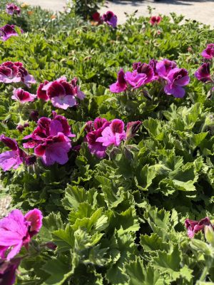 Pelargonium grandiflorum - Angol muskátli csp12