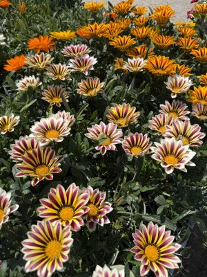 Gazania rigens - Napvirág csp9