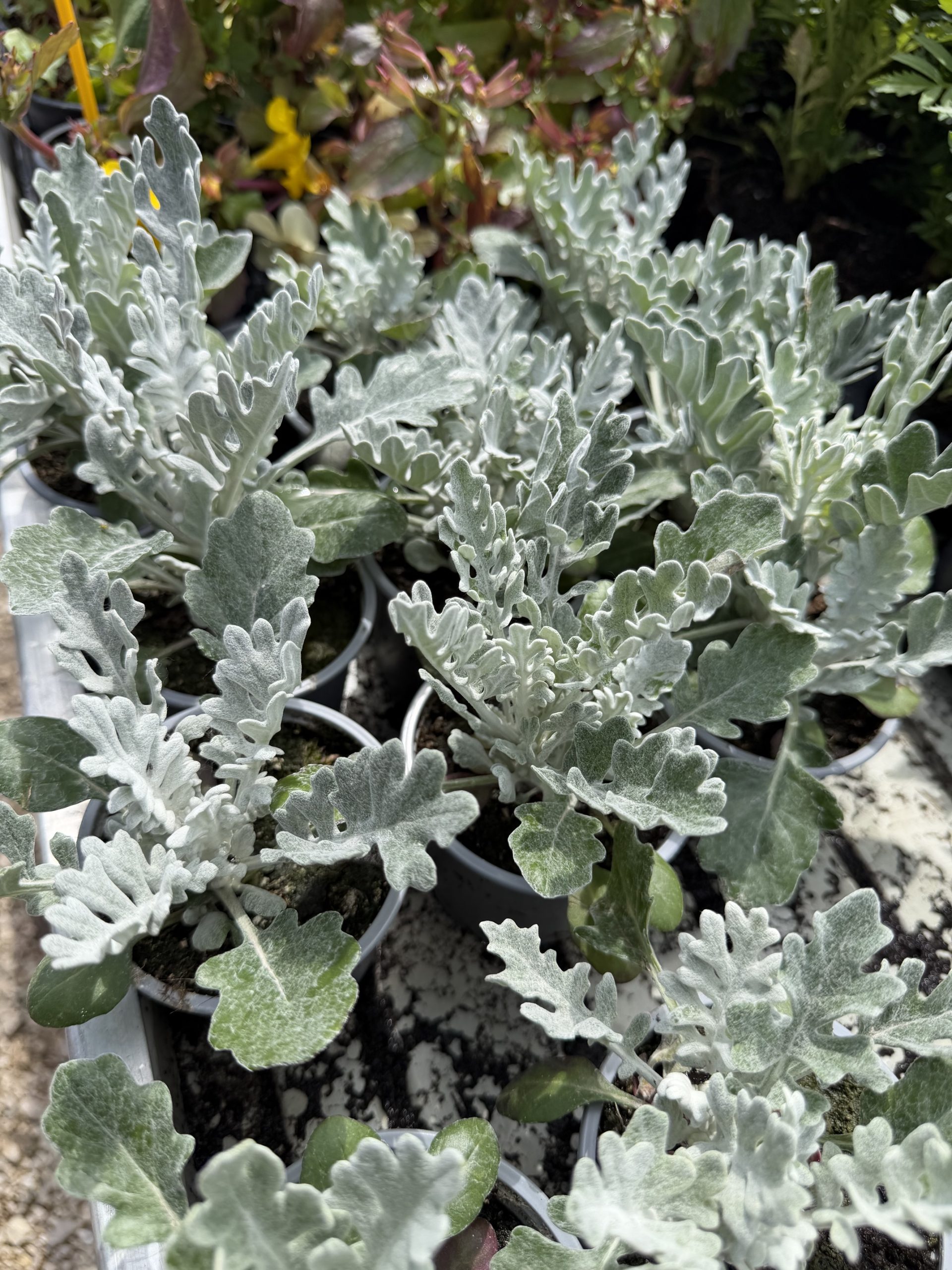 Jacobaea maritima - Hamvaska csp9