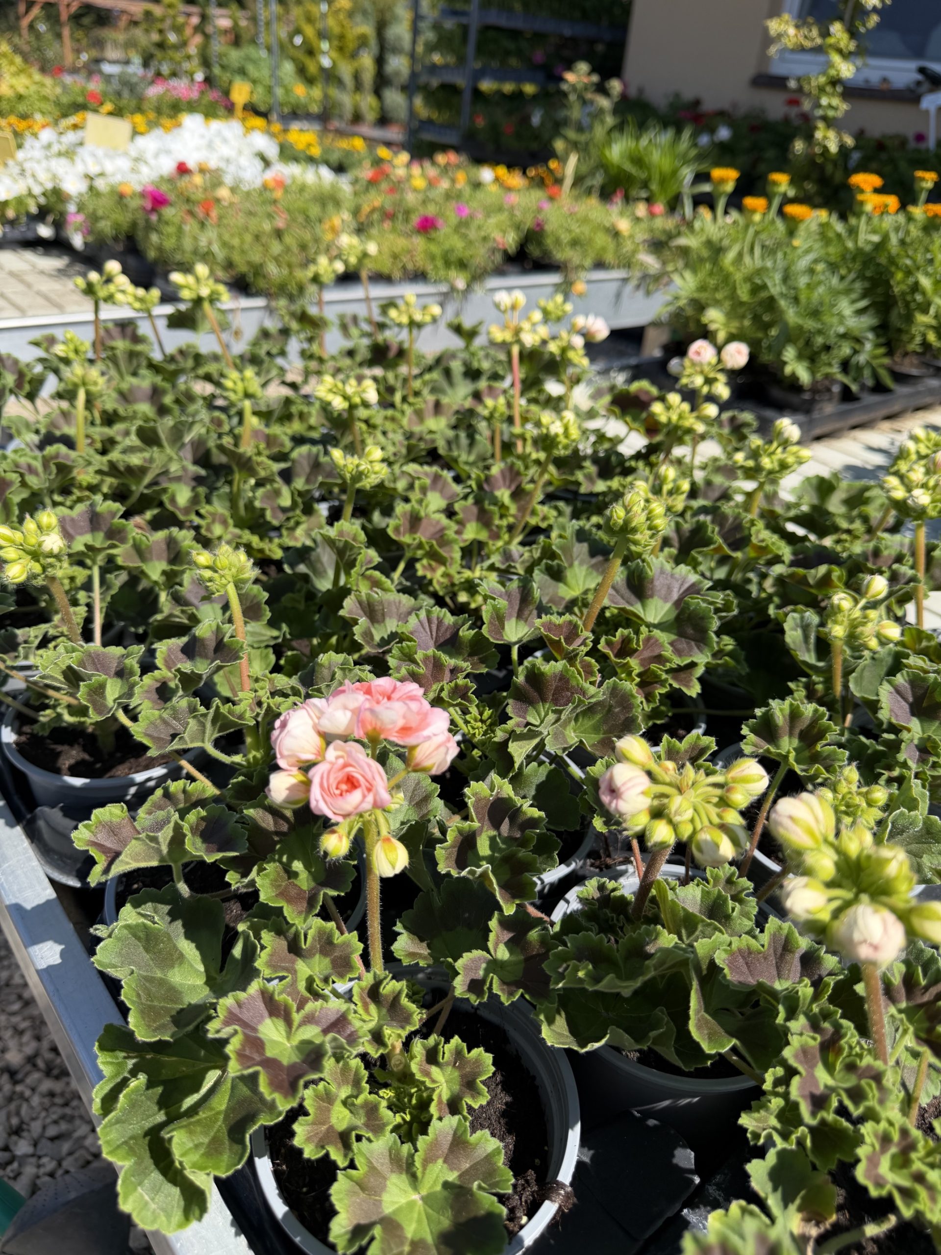 Apple Blossom - Rózsamuskátli csp12