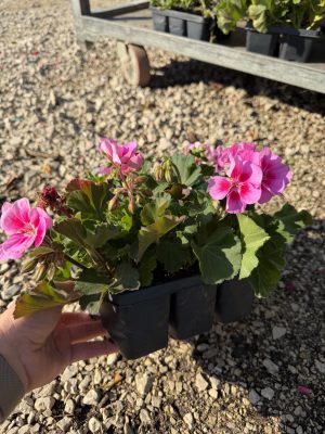 Pelargonium - álló Muskátli 6-os pakk
