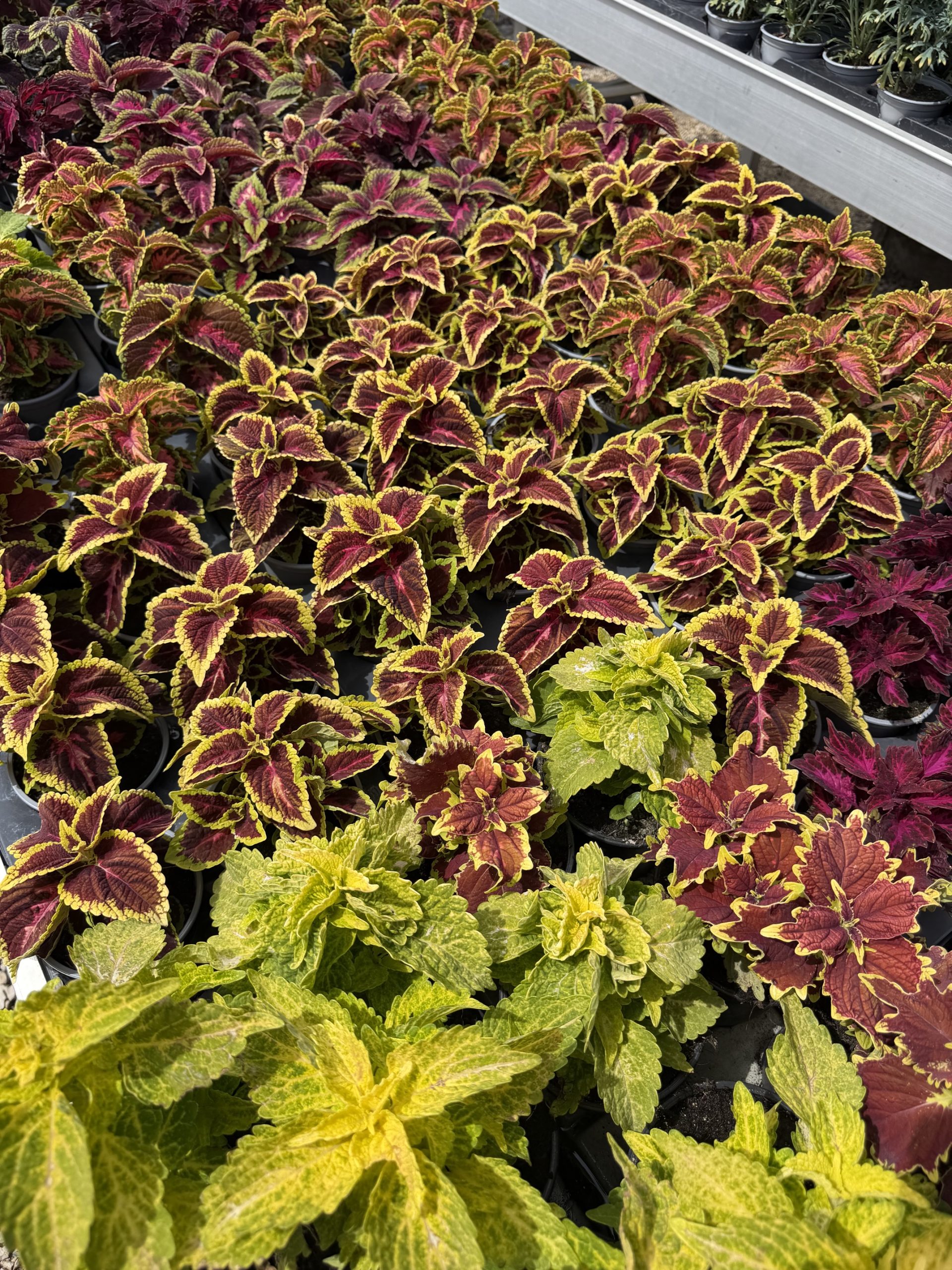 Coleus - Díszcsalán csp12