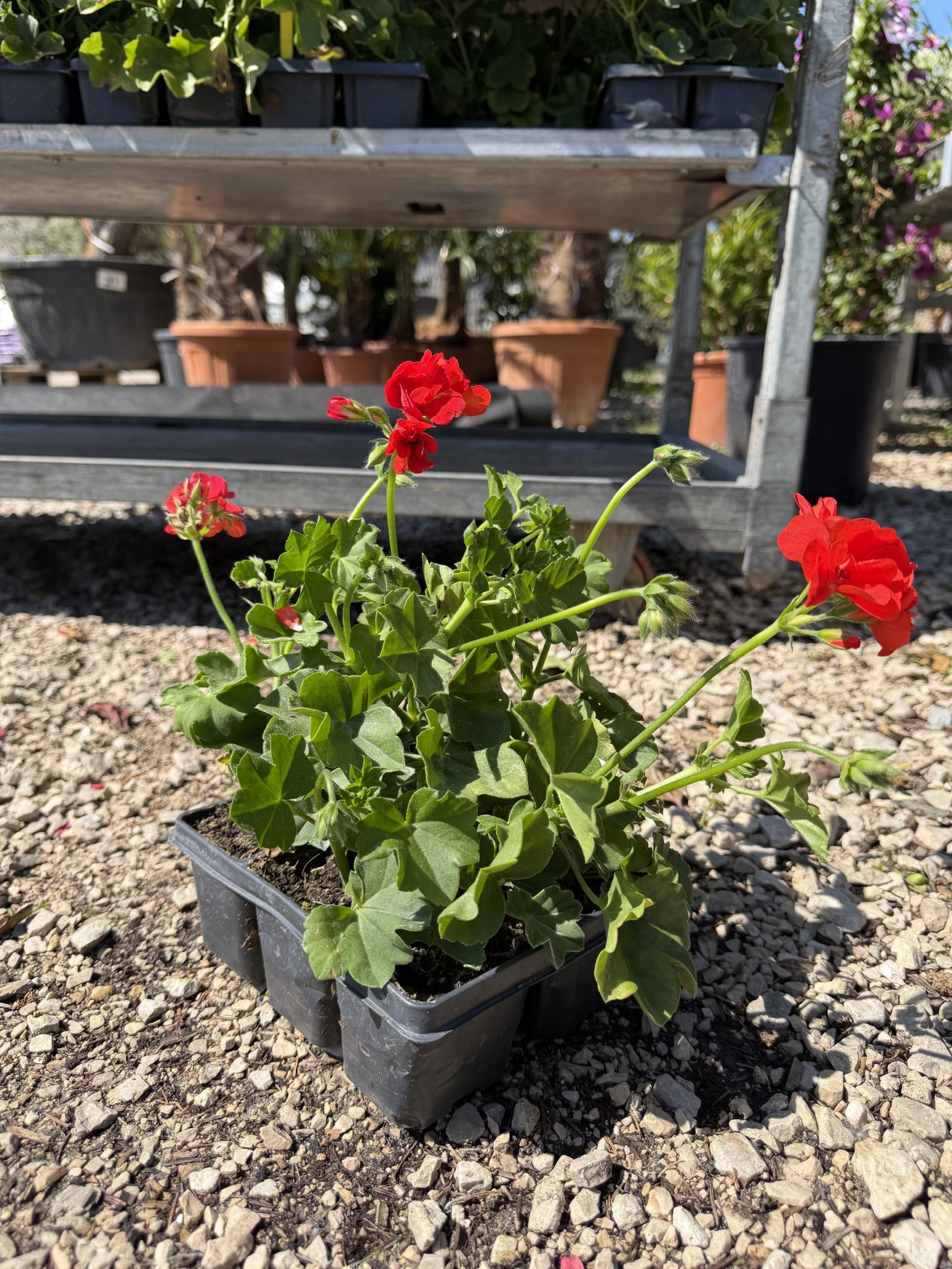 Pelargonium peltatum - Félfutó muskátli 6-os pakk
